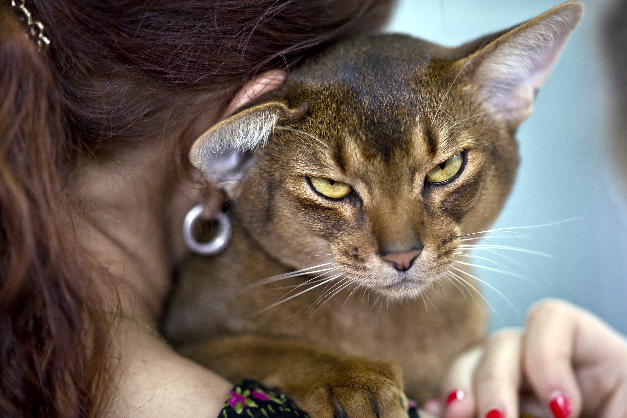 Oι γάτες ζευγάρωναν στο μπαλκόνι και εκείνη τηλεφώνησε στην Αστυνομία